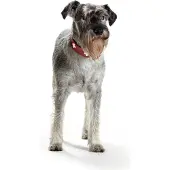 Hunter Pet Coleira De Cachorro Swiss