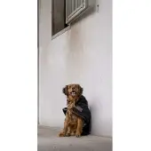 Diego & Louna Casaco Para Cachorro Nylon Teddy