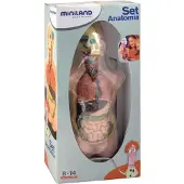Miniland Torso De Anatomia 11 Peças