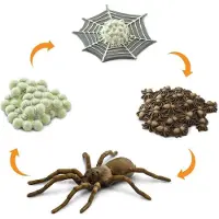 Safari Ltd Ciclo De Vida De Uma Aranha (figura)