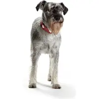 Hunter Pet Coleira De Cachorro Swiss