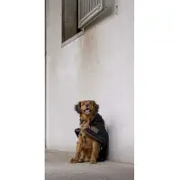 Diego & Louna Casaco Para Cachorro Nylon Teddy