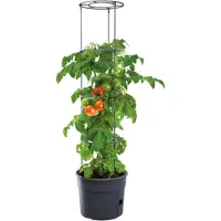 Prosperplast Vaso De Flores Tomatoes 29.5x29.5x 23.6-115.2 Cm